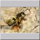 F-Ancistrocerus sp w07 beim Nestbau-Lehm wird im Rueckwaertsflug weggeschafft.jpg